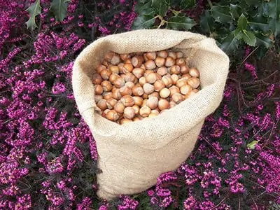 Piedmont hazelnuts in shell