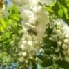 ACACIA HONEY 2 Robinia flower with bee in Scoiattolo Rosso italian farm buy honey
