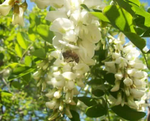 Robinia flower with bee in Scoiattolo Rosso italian farm buy honey