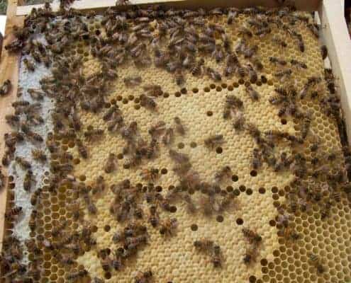 honeycomb in Scoiattolo Rosso beekeeping buy honey