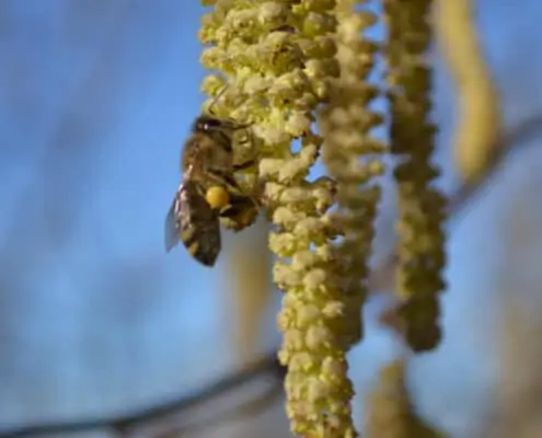 Flowering hazel and pollination 1 flowering hazel and pollination