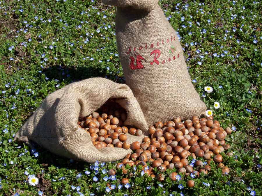 Hazelnuts in shell in juta natural bag grown by Scoiattolo Rosso