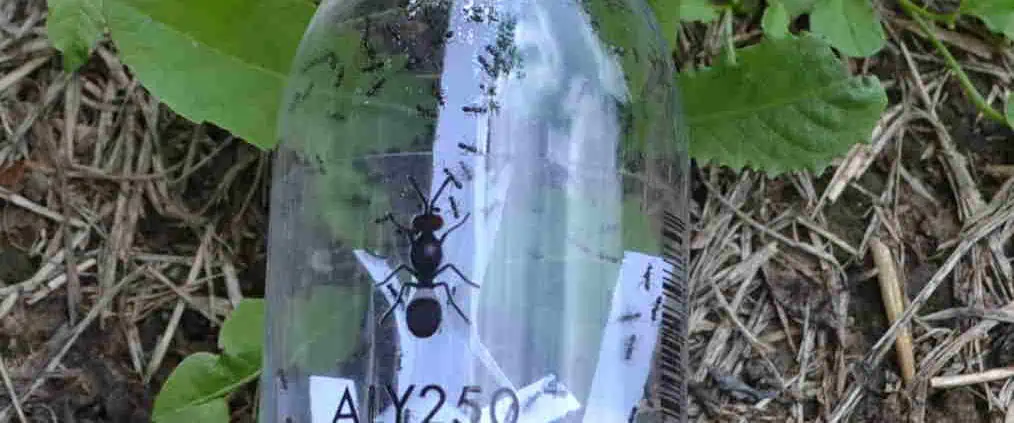 Biological fight against Asian bed bugs with useful insects